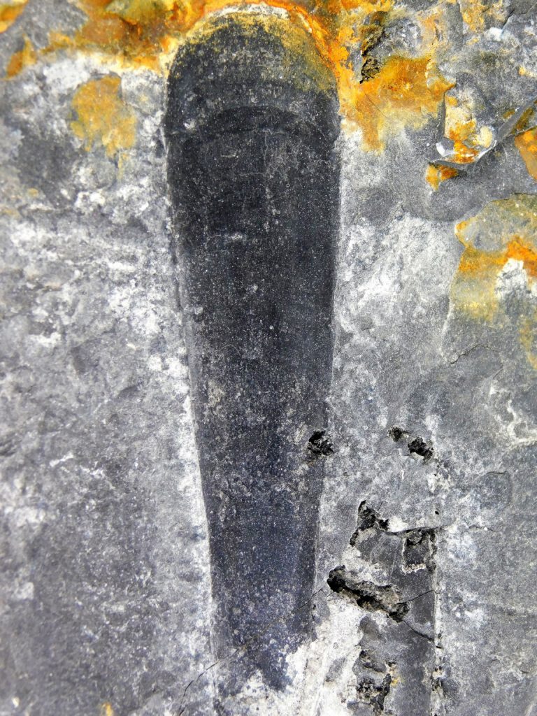 Giant hyolith - Hyolithes tenustriatus