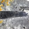 Giant hyolith - Hyolithes tenustriatus - Image 2
