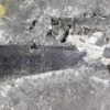 Giant hyolith - Hyolithes tenustriatus - Image 4