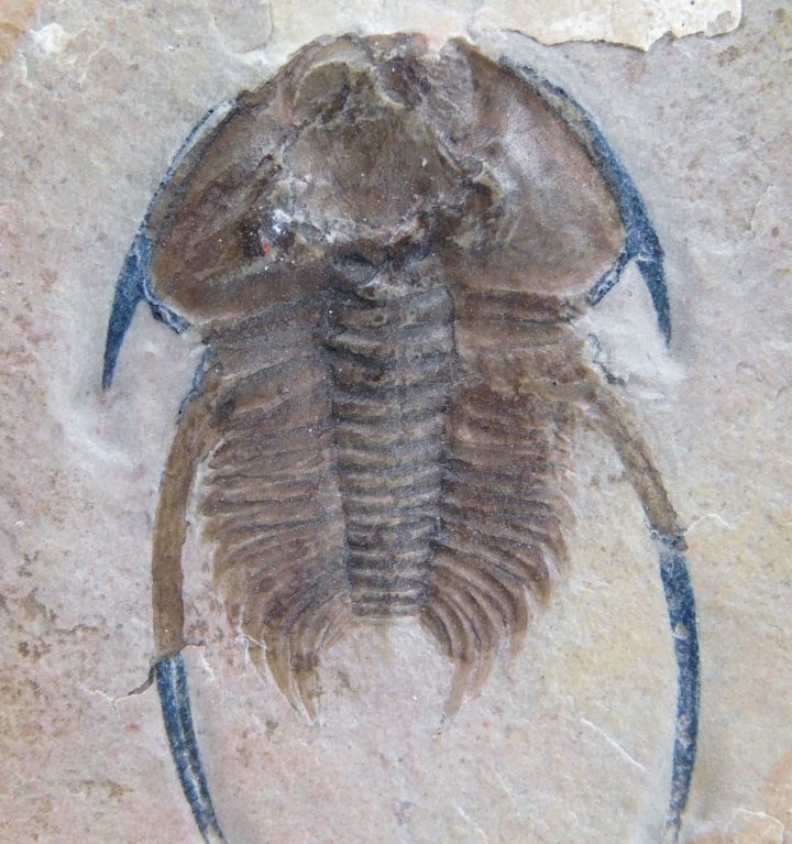 Nephrolenellus geniculatus, The Natural Canvas