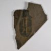 Ogygopsis klotzi - Image 3
