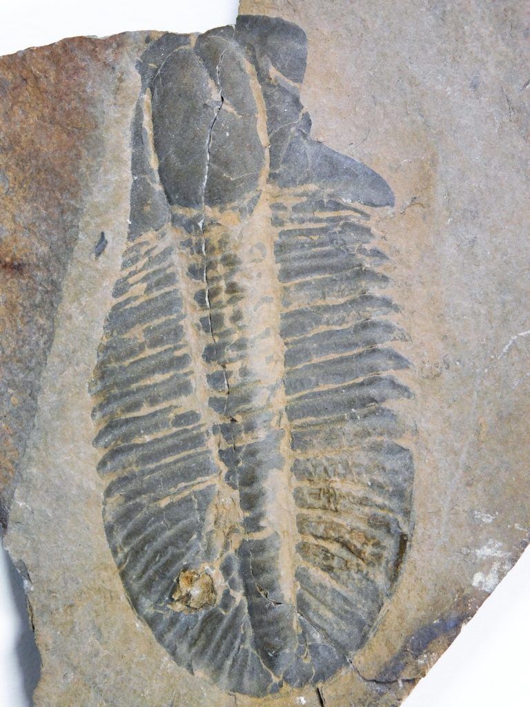 Ogygopsis klotzi