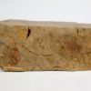 Two Carpoids - Image 3