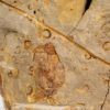 Two Carpoids - Image 4