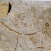 Two Carpoids - Image 5