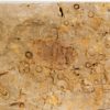 Two Carpoids - Image 6
