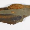 Sponge - Hamptonia christi - Image 3