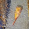 Sponge - Hamptonia christi - Image 4
