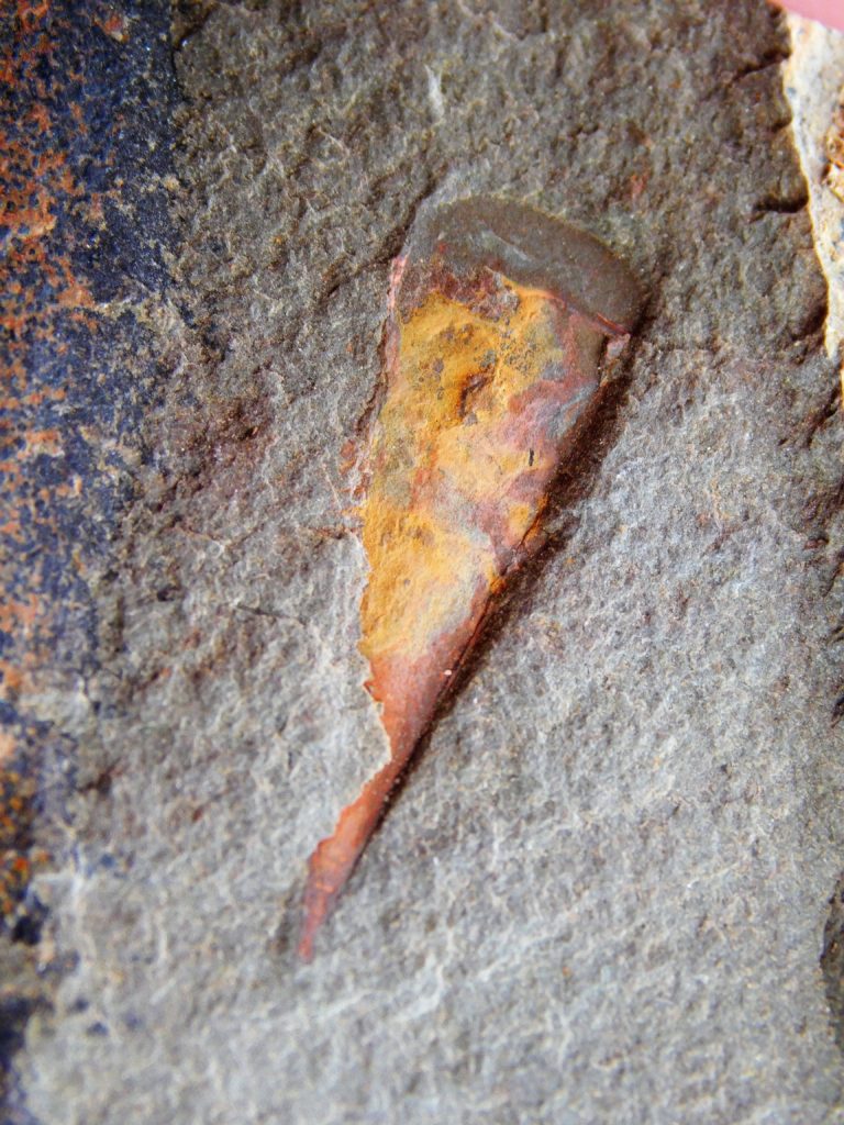 Sponge - Hamptonia christi