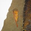 Sponge - Hamptonia christi - Image 4