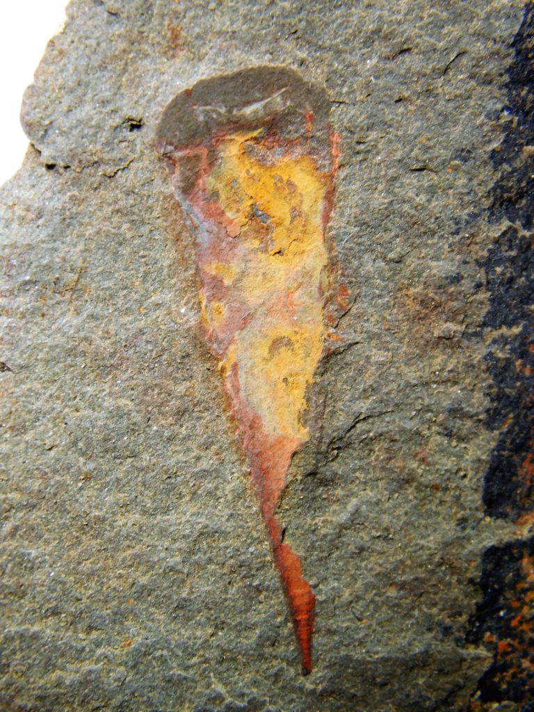 Sponge - Hamptonia christi