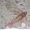 Huge insect - Image 3