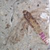 Huge insect - Image 4