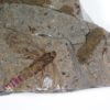 Huge insect - Image 6