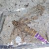 Huge Insect - Image 7