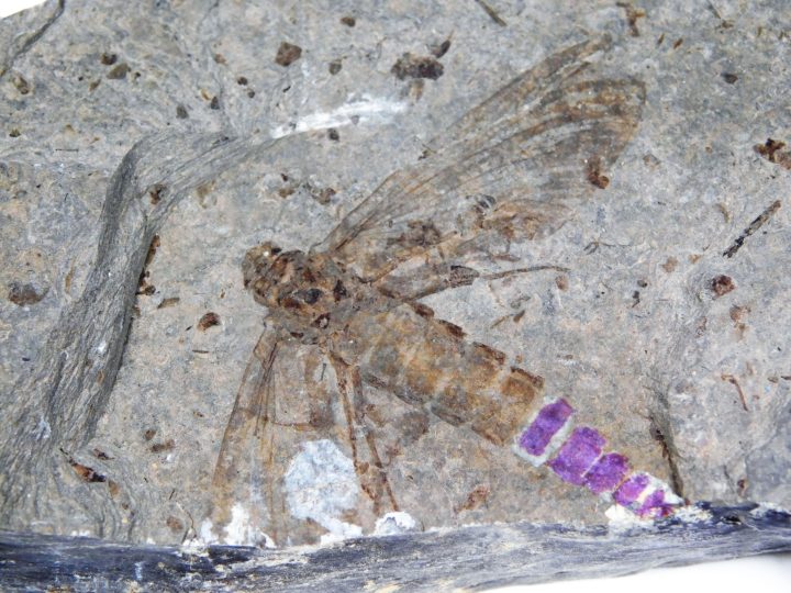 Huge Insect