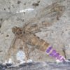 Huge Insect - Image 8