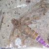 Huge Insect - Image 2