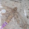 Huge Insect - Image 3