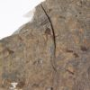 Huge Insect - Image 5