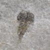 Bunaia woodwardi - Image 2