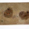 Two Goniatites with soft parts - Anthracoceras - Image 3