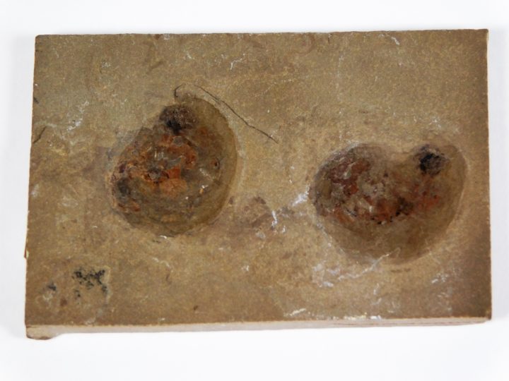 Two Goniatites with soft parts - Anthracoceras