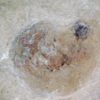 Two Goniatites with soft parts - Anthracoceras - Image 5