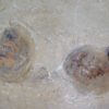 Two Goniatites with soft parts - Anthracoceras - Image 2