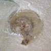 Goniatite with soft parts - Anthracoceras - Image 4