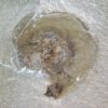 Goniatite with soft parts - Anthracoceras - Image 2