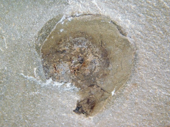 Goniatite with soft parts - Anthracoceras