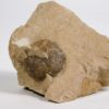Goniatites americanus - Image 3
