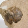 Goniatites americanus - Image 5