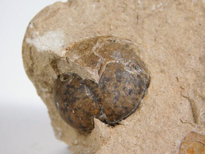 Goniatites americanus