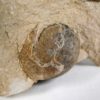 Goniatites americanus - Image 2