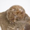 Goniatites americanus - Image 3