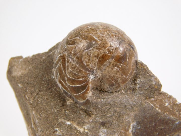 Goniatites americanus