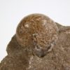 Goniatites americanus - Image 5