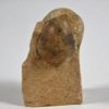 Goniatites americanus - Image 3