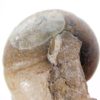 Goniatites americanus - Image 4