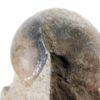 Goniatites americanus - Image 5