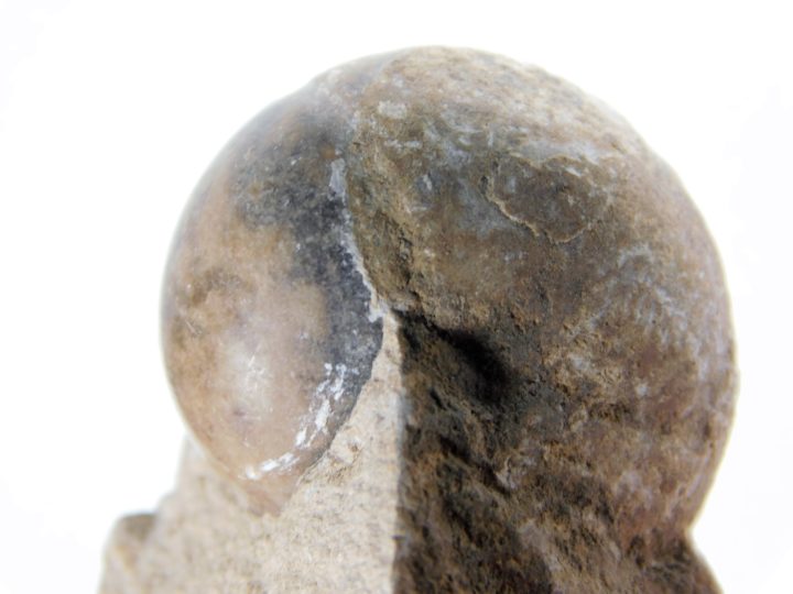 Goniatites americanus