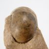 Goniatites americanus - Image 2