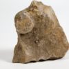 Goniatites americanus - Image 2