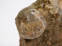 Goniatites americanus