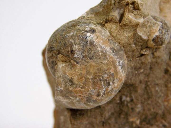Goniatites americanus