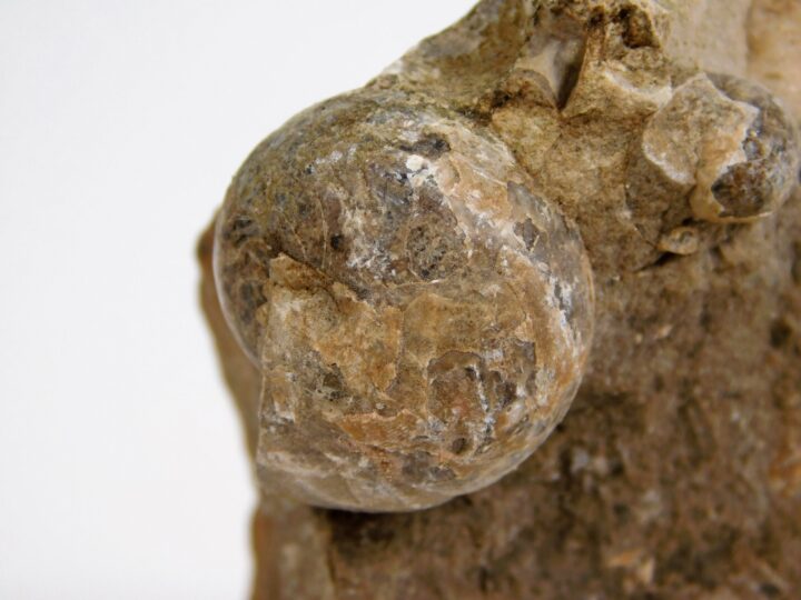 Goniatites americanus