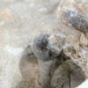 Goniatites americanus - Image 4