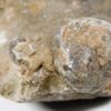 Goniatites americanus - Image 5
